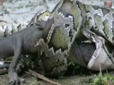 COBRA GIGANTE ENGOLE CROCODILO VIVO
